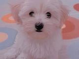 3 Aylık Orjinal Maltese Terrier