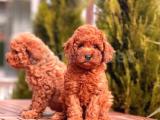 Toy poodle dişi erkek 