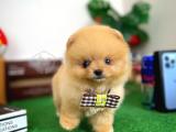 Çocuklar Ile İyi Geçinen Pomeranian Boo Yavrularımız 