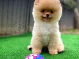 Pomeranian boo mini boy 