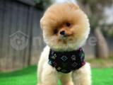 Özlenen Güzellikte Pomeranian Boo yavrumuz 