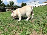 Lilac Platinium Exotic Show Kalite Erkek 3 Aylık French Bulldog