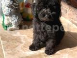 Siyah mini toy poodle yavrularımız ırk ve sağlık garantili 