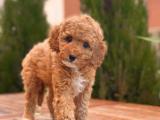 TOY POODLE YAVRULARIMIZ ORJİNAL