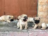 Safgan Pug Mops Yavrularımız