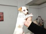 Acil saf kan jack russel yavru