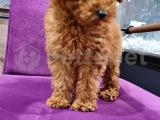 Toy poodle red yavrularımız 