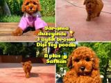 Orjinal renk Safkan Red Brown Toy poodle Kızımız Milka @yavrupatiler