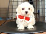 Orjinal Maltese Terrier Yavrularımız 