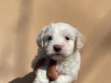 Sevimli maltese terrier yavrularım