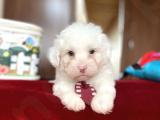 Orjinal Maltese Terrier Yavrularımız