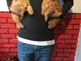 Toy poodle yavrularımız orjinal safkan