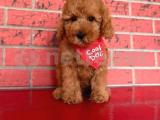 Toypoodle Red Mini Erkek Yavrumuz 