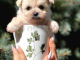 Teacup Dizayn Irk Maltıpoo