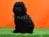 IRK VE SAĞLIK GARANTİSİ İLE SİYAH TOY POODLE YAVRULAR