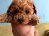 TOY POODLE OYUNCAK BOY RENK SEÇENEKLERİ İLE