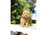 BEBEK SURATLI TOY POODLE KIZIMIZ