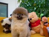 Toy poodle apricot erkek yavrumuz Carlos