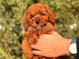 AŞILI RED POODLE BEBEKLERİMİZ A KALİTE 