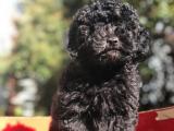 ORJİNAL POODLE YAVRULARIMIZ