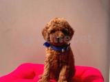 Red Brown Toy Poodle Yavrular 