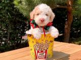 İRK VE SAĞLIK GARANTİLİ TOY POODLE YAVRULARIMİZ