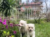 Kar beyazı safkan samoyed yavrular 