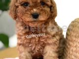 Tüy dökmemeyen koku yapmayan red toy poodle yavrumuz 