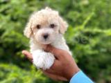 Dizayn ırk maltipoo dişi mini yavrumuz 