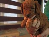 RED TOY POODLE YAVRUMUZ