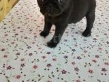 Pug mops yavru