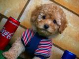 3 Aylik Toy Poodle Yavrumuz