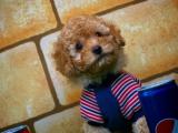 Sahibinden Siyah Toy Poodle  