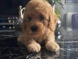 tarçın toy poodle