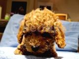 2.5 Aylik Pasaportlu Red Poodle