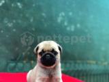 A kalite pug yavrular 