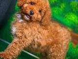 Ender güzellikte çok oyuncu ve Zeki Red Toy Poodle yavrumuz