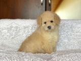 Sevimli Toy Poodle Yavrumuz 