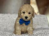 DİŞİ TOY POODLE