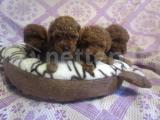 Red ve red brown toy poodle yavrularımız orjinal mini boyut 