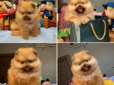 Muhteşem Kalitede TeaCup Pomeranian Boo Yavrularımız