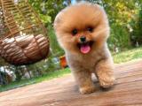 Sağlık ve ırk garantili pomeranian boo yavrumuz