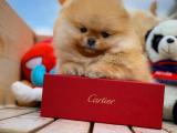 Yeni gelen teddybear pomeranian oğlumuz 'KAREL'