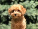 Poodle görselinde Maltıpoo yavrumuz 