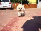 Yıldız Pomeranian Boo Kızımız