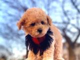 APRİCOT ( KAYISI ) RENGİ ORJİNAL TOY POODLE ERKEK