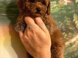 Red Brown Toy Poodle Yavrular 