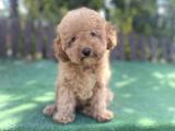 Toy Poodle Irk Garantili Yavrular 