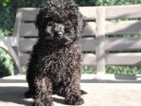 Siyah Toy Poodle