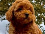 RED BROWN (KIZIL) DİŞİ ERKEK TOY POODLE YAVRULAR